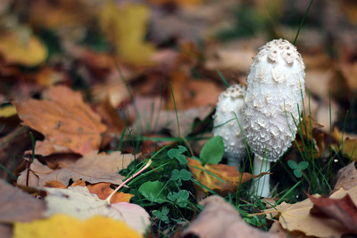 Shaggy mane Mushrooms