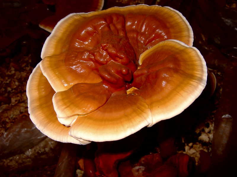 Reishi on the wood