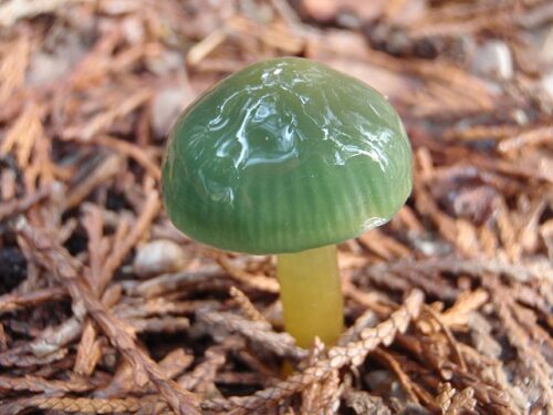 Parrot Waxcap Mushroom in the forest