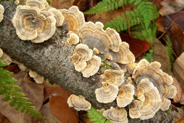 turkey tail growing on the wood log