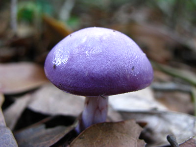 Cortinarius iodes in the wild