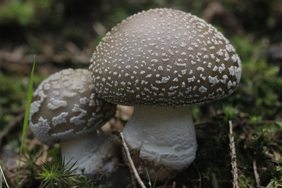 Grey spotted amanita