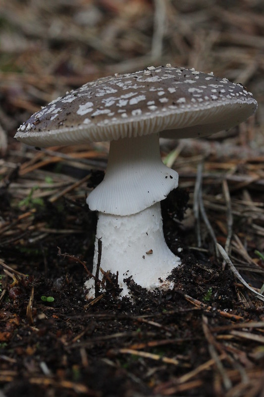 amanita fungi in the forrest