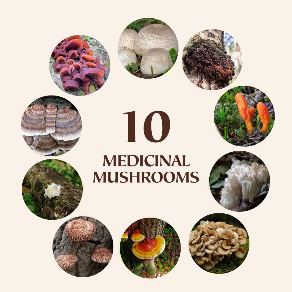 Medicinal mushrooms benefits