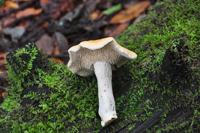 Hedgehog mushroom