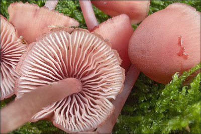 Blood-foot Mushroom in the woods