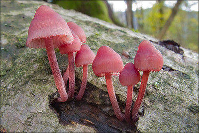 bleeding fairy helmet mushroom