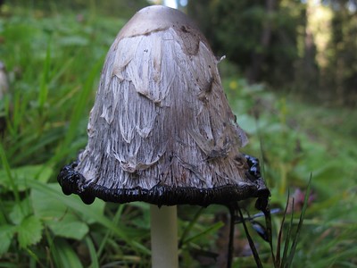 Shaggy mane