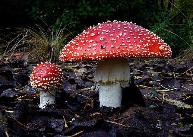 Fly agaric