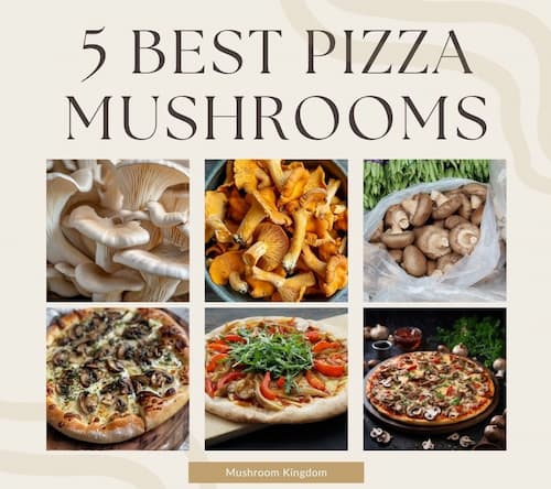 5 Best Pizza Mushrooms