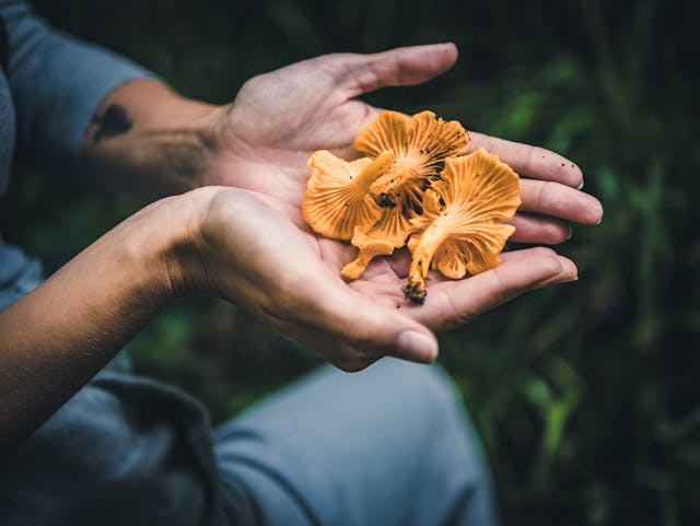 Chantarelle mushroom in the hand