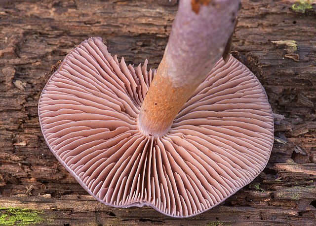 Viscit Violet Cort or Cortinarius Iodes