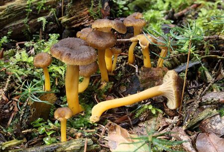 Craterellus_tubaeformis in the forest