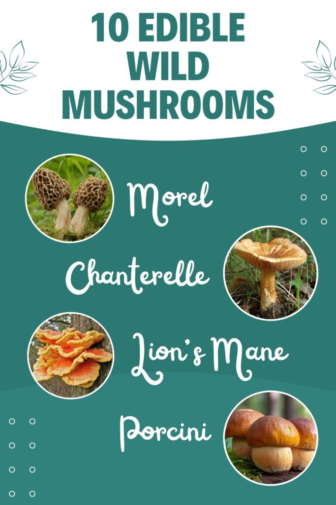 graphic showing edible wild mushrooms