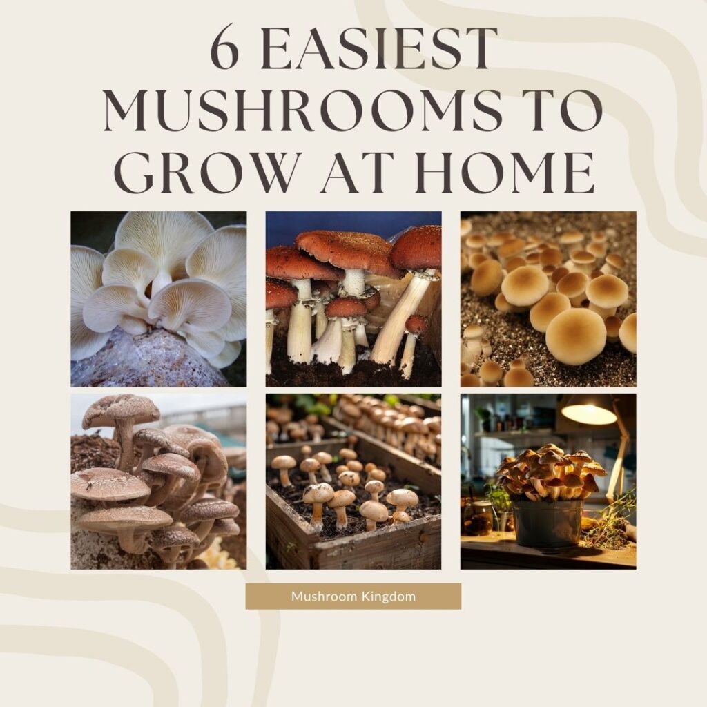 Graphic list of easiest mushrooms to grow at home