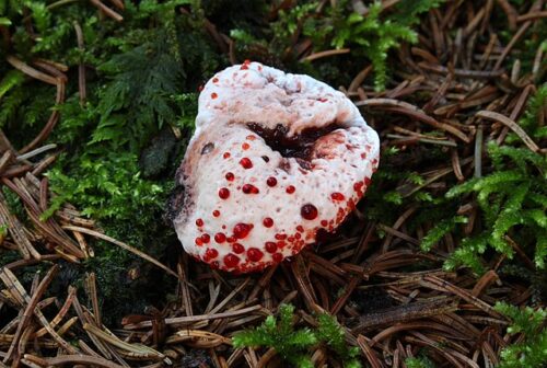 Devil's tooth mushroom in the forest