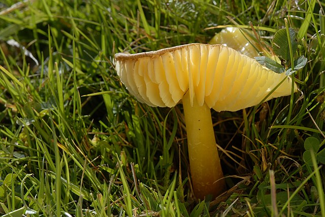 fake chanterelle