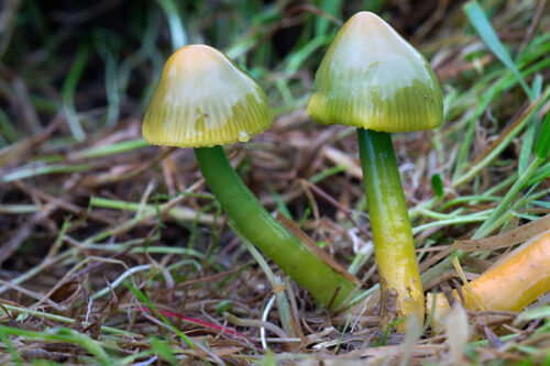 Parrot Waxcap Mushroom