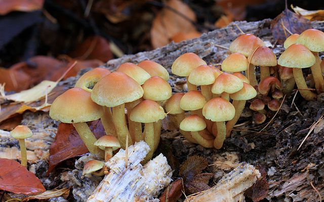 Hypholoma_fasciculare