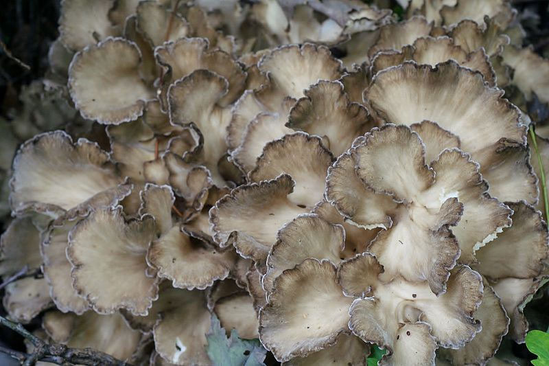 Maitake in the wild