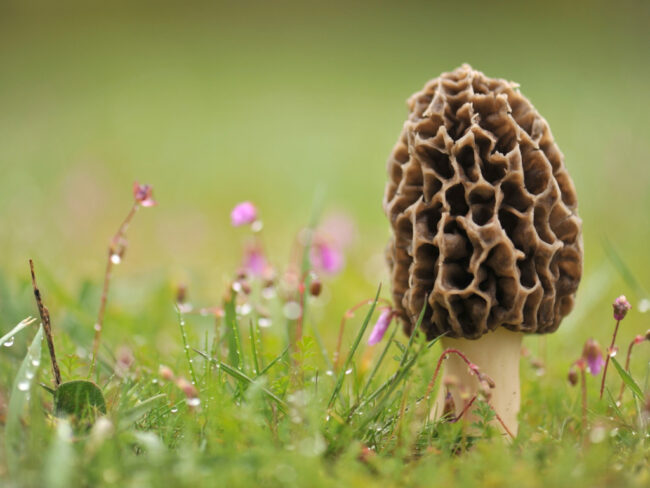 Morel mushroom