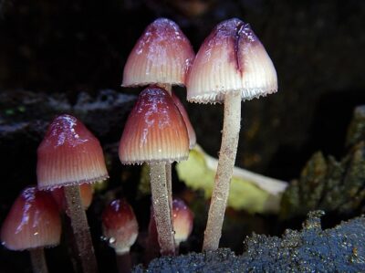 Mycena haematopus in the wild