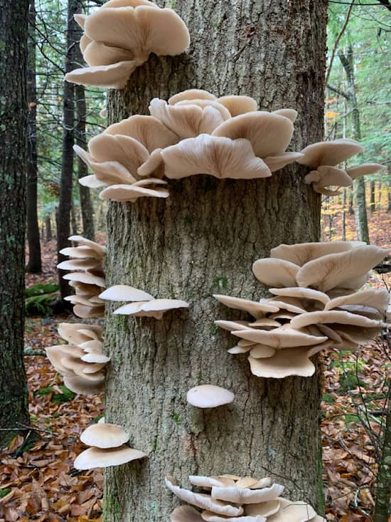 oyster mushroom