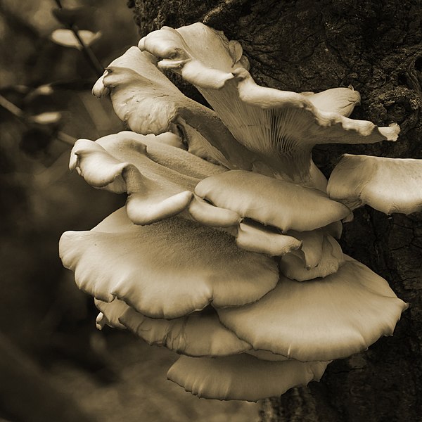 Pleurotus ostreatus in the wild