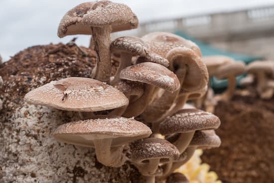 shiitake mushroom