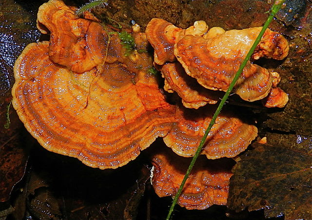 Visual representation of the turkey tail mushroom