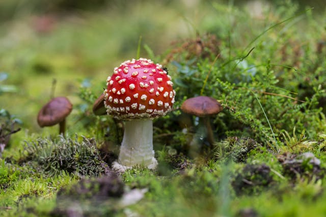 small fly agaric in the wild