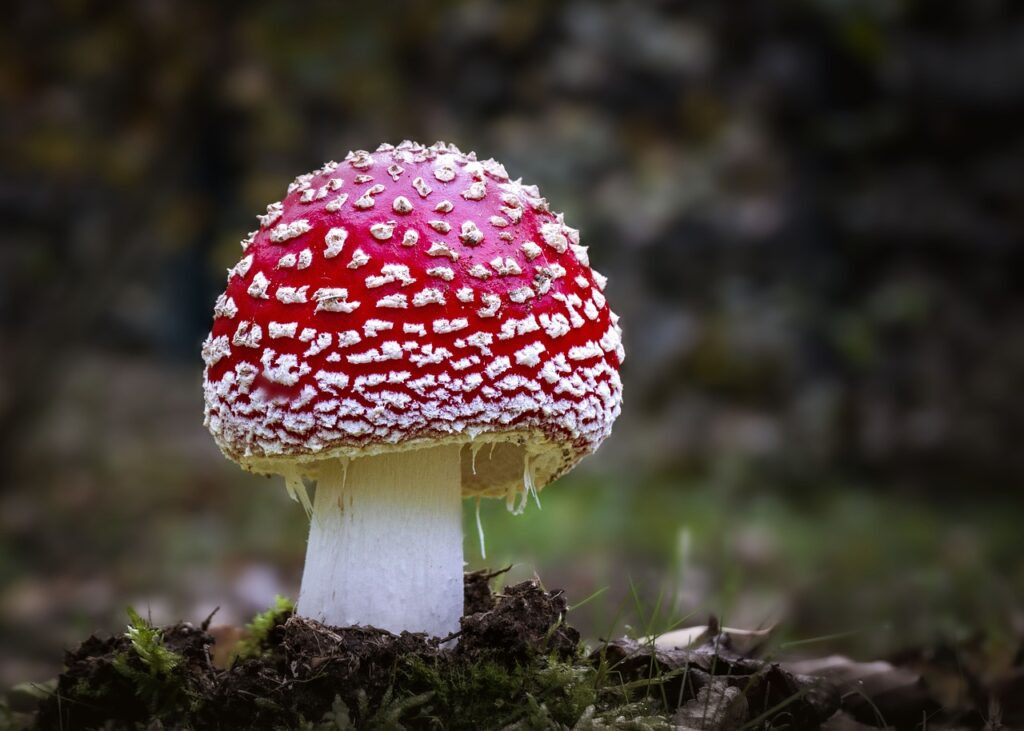 amanita muscaria