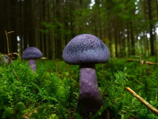 violet webcap mushroom