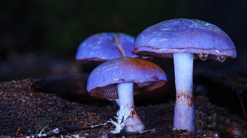 Cortinarius iodes in the wild forest