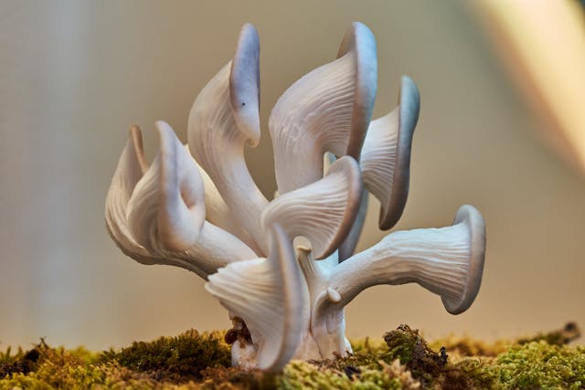 Oyster Mushroom