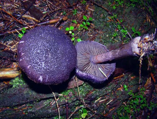 purple-mushroom in the forest