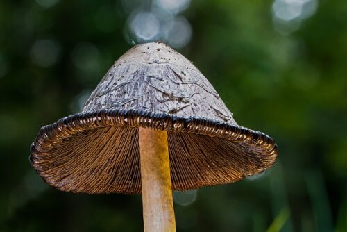 shaggy mane