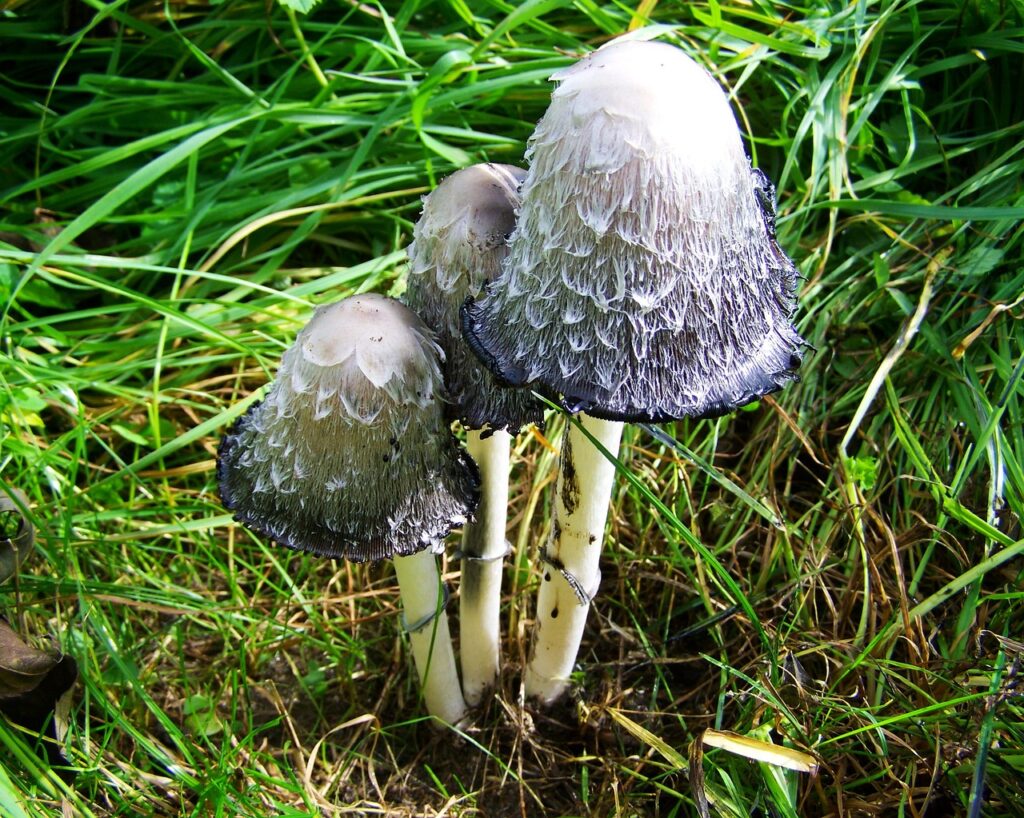 Shaggy mane mushroom in the grass