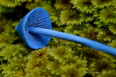 blue pinkgill in the forest 