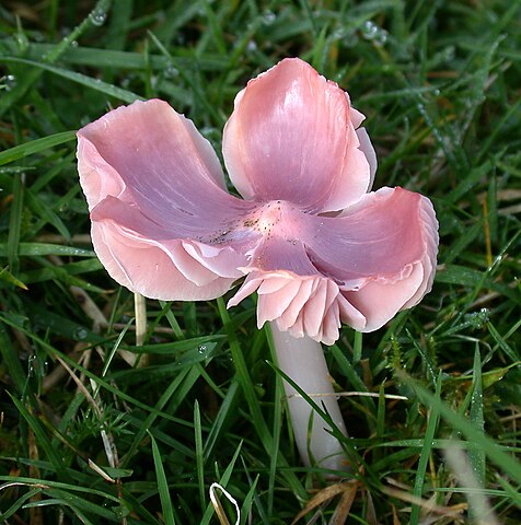 Pinlk waxcap