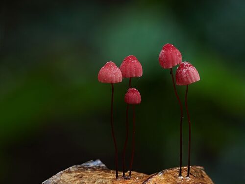 Marasmius Haematocephalus photo