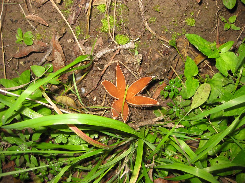 Chorioactis geaster forest photo