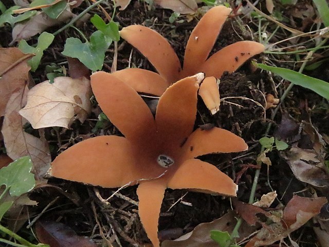 Chorioactis_geaster mushroom beautiful