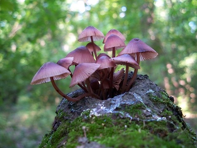 Mycena haematopus