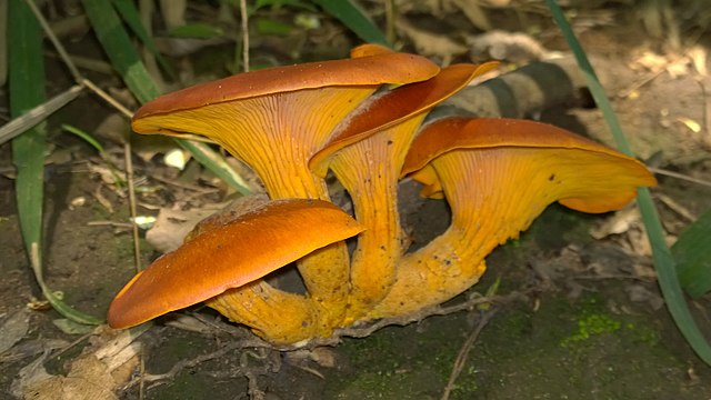 mushroom that glows in the dark Omphalotus_olearius