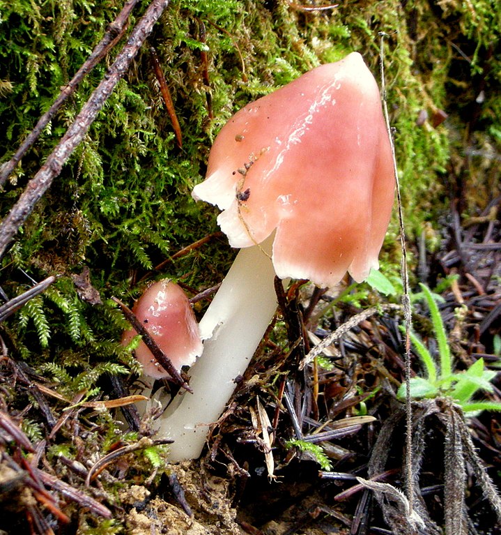 Hygrocybe calyptriformis mushroom