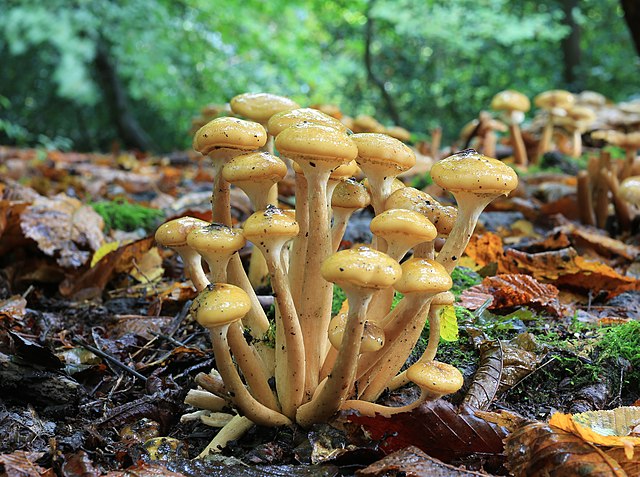 Armillaria mellea is one of the mushrooms that glow in the dark