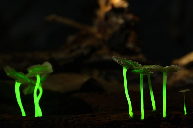 mushrooms that glow in the dark photo