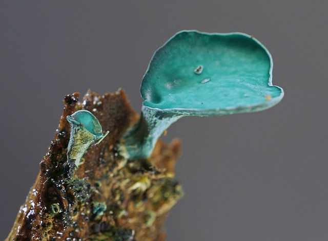 Green Elfcup stem