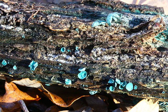 Chlorociboria Aeruginascens growing on the wood 